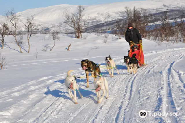 Snow Sledding in Tromso