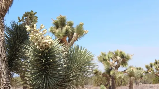 Prime Desert Woodland Preserve