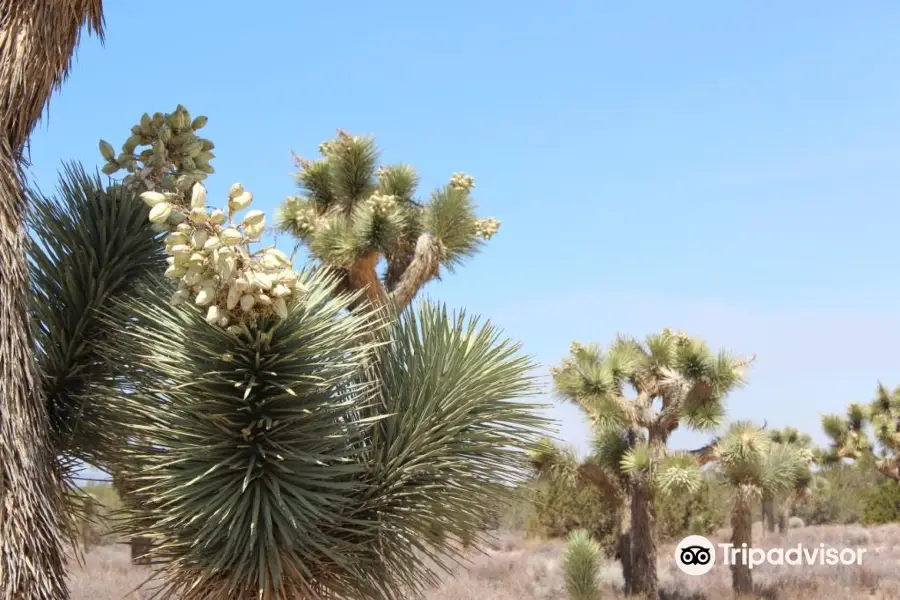 Prime Desert Woodland Preserve