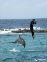 Curacao Underwater Marine Park