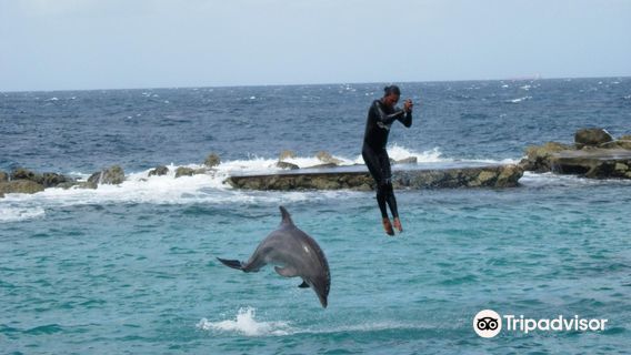 Curacao Underwater Marine Park
