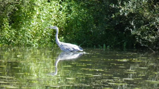 Saône Plaisance