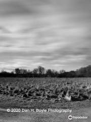 Cely Woods - Thames Chase Woodlands