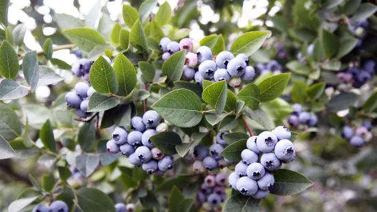 Blueberry Fields