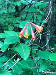 Burr Oak Woods Conservation Area