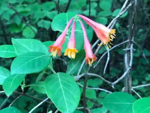 Burr Oak Woods Conservation Area