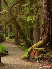 Golden Spruce Trail