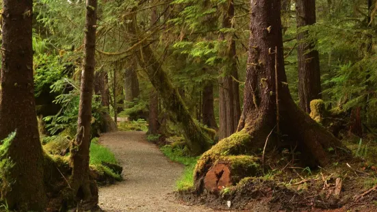 Golden Spruce Trail
