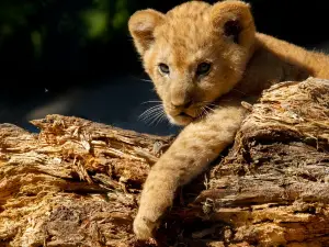Safari Park Dvur Kralove