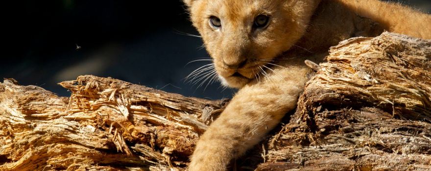 Safari Park Dvur Kralove