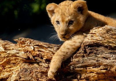 Safari Park Dvur Kralove