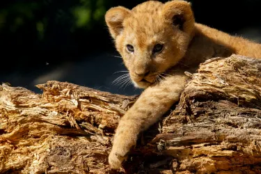 Safari Park Dvur Kralove