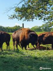 Wild Winds Buffalo Preserves