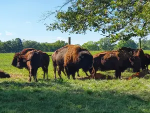 Wild Winds Buffalo Preserves