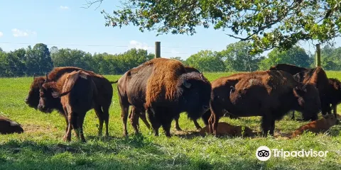 Wild Winds Buffalo Preserves