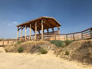 Red Gulch Dinosaur Tracksite