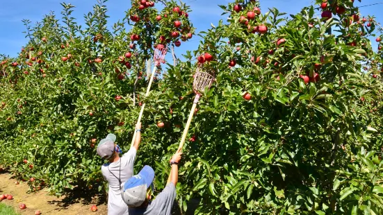 Harbes Orchard