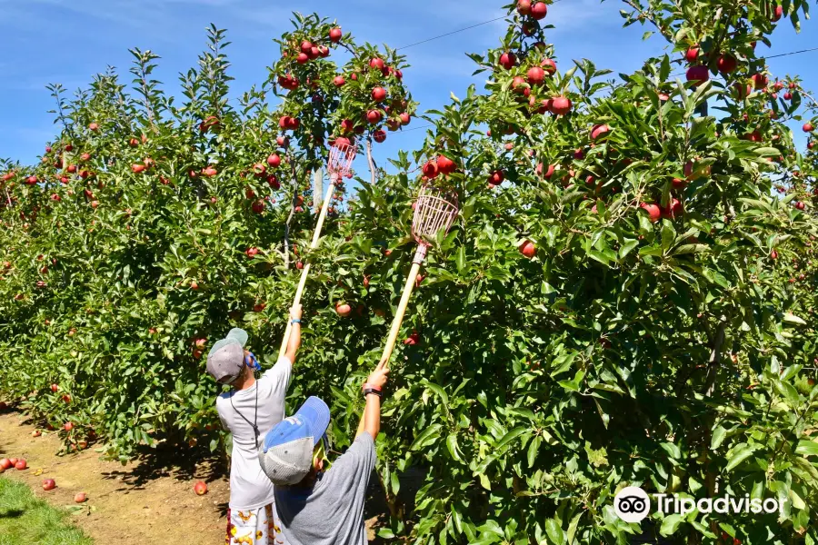 Harbes Orchard