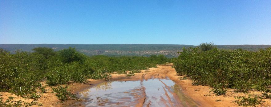 Moremi Gorge