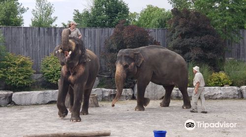 African Lion Safari