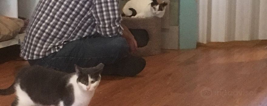 Catfé Lounge