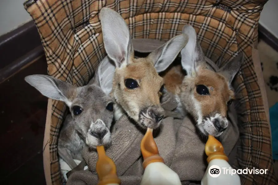 The Kangaroo Sanctuary