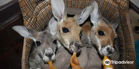 The Kangaroo Sanctuary