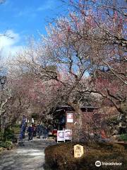 Jardín de Ciruelos de Atami