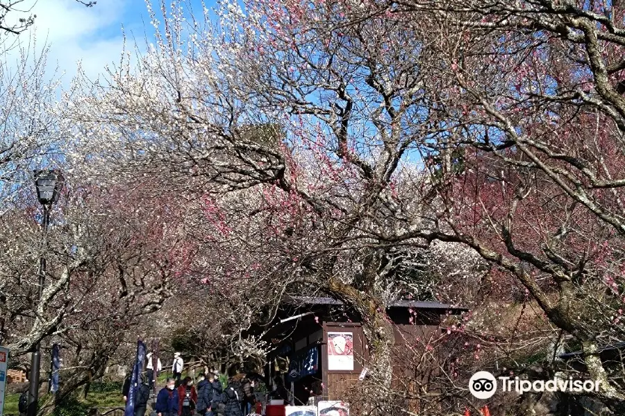 熱海梅園