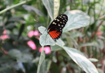 Magic Wings Butterfly Conservatory and Gardens