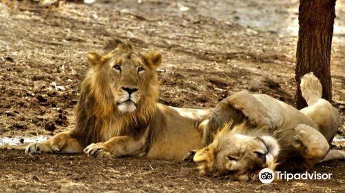 Sasan Gir National Park