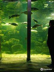 Galway Atlantaquaria, National Aquarium of Ireland