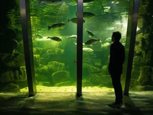 Galway Atlantaquaria, National Aquarium of Ireland