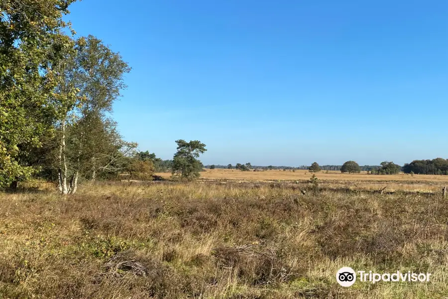 Natuurgebied Holtingerveld