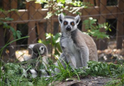 Zoo de Bordeaux Pessac