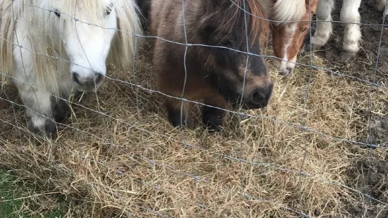 Ashlyn's Farm Shop