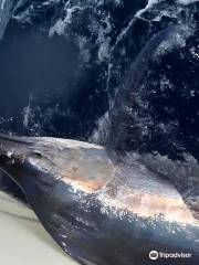 BLUE WATER CHARTERS - DURBAN