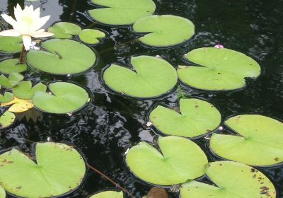 Atlanta Botanical Garden, GAINESVILLE