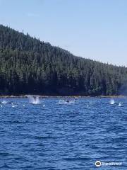 Misty Bay Lodge Whale Watching