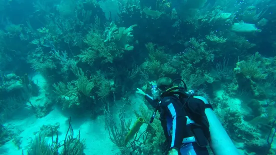 Corales Punta Rusia Scuba Diving & Snorkeling