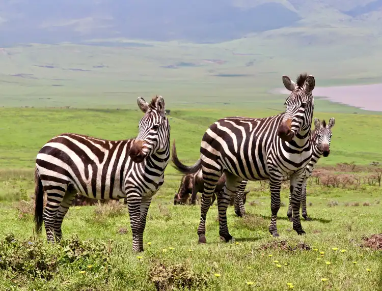 Hotels near Top of Tanzania