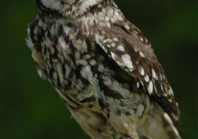 Liberty's Owl, Raptor & Reptile Centre