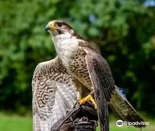 Hawkeye School of Falconry