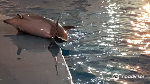 Anapa Dolphinarium (Nemo)