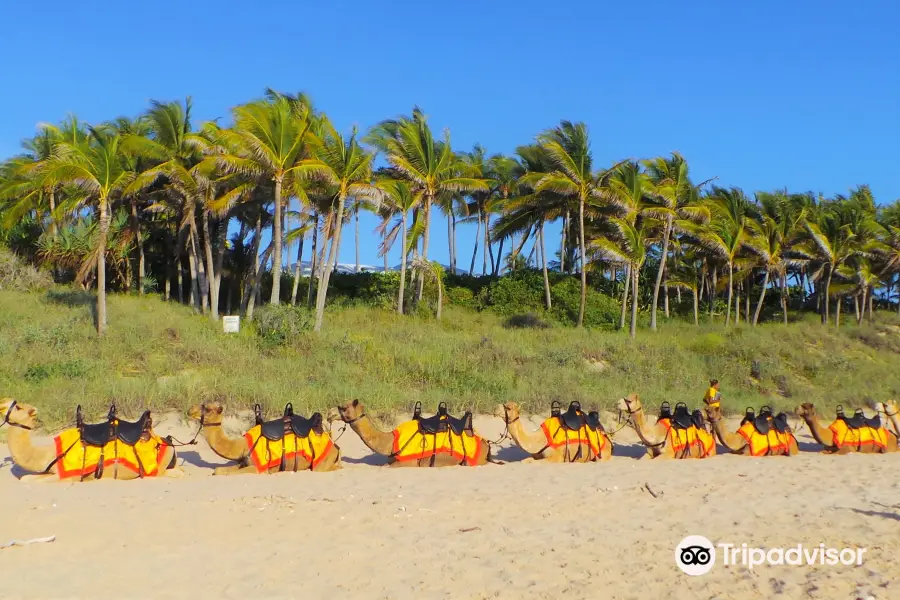 Cable Beach Camels - Camel Rides