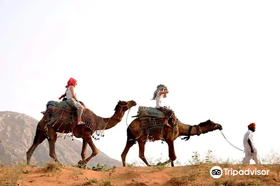 Dharma Camel Safari Pushkar