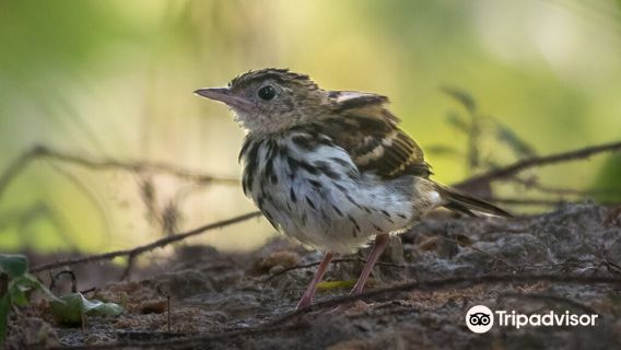 Arabuko-Sokoke Forest