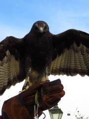 Valley View Falconry