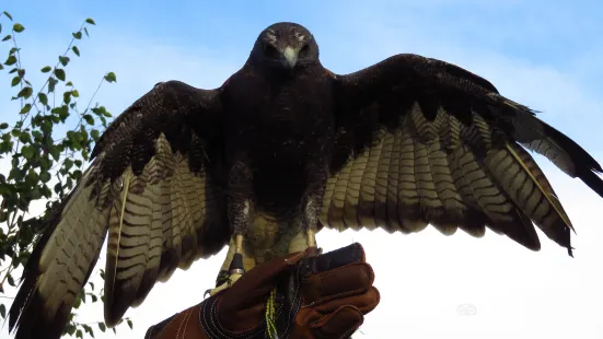 Valley View Falconry