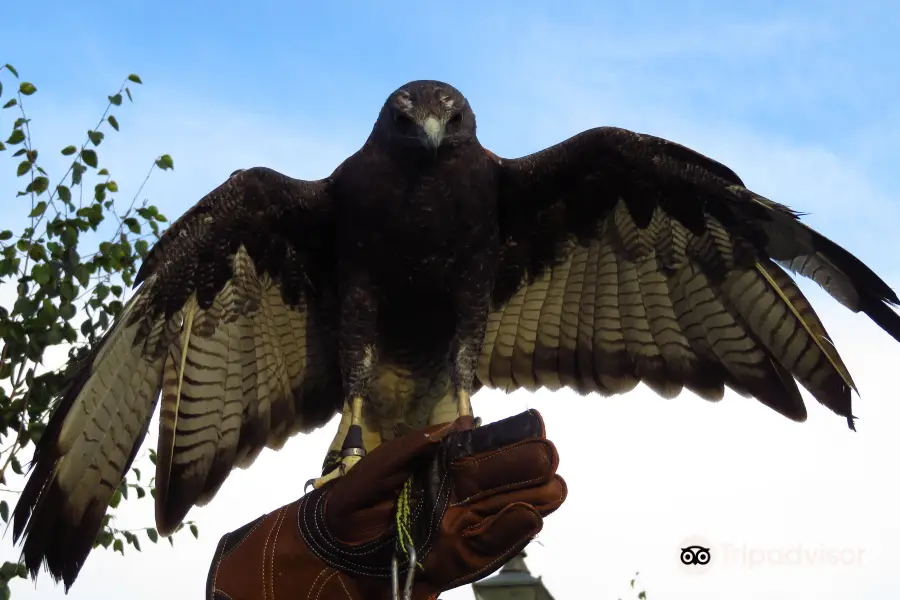 Valley View Falconry